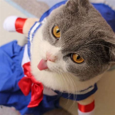 Sailor Moon Cat Costume - Shut Up And Take My Yen