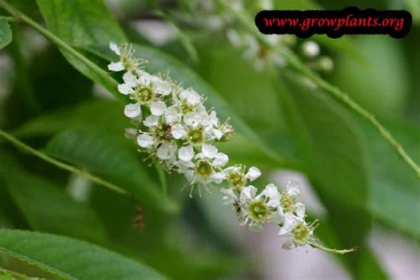 Capulin Cherry How To Grow And Care