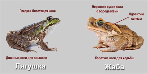 Чем отличается жаба от лягушки » Жаба Кваба