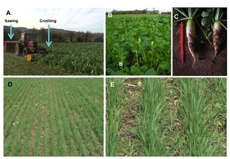 Sustainability Free Full Text Improving Nitrogen Use Efficiency In