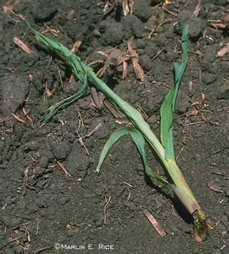 Corn cut by black cutworm