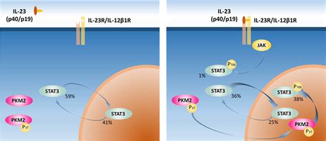 Il Triggers Phosphorylation And Nuclear Translocation Of Stat And