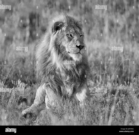 Black And White Lion Portrait Stock Photos And Black And White Lion