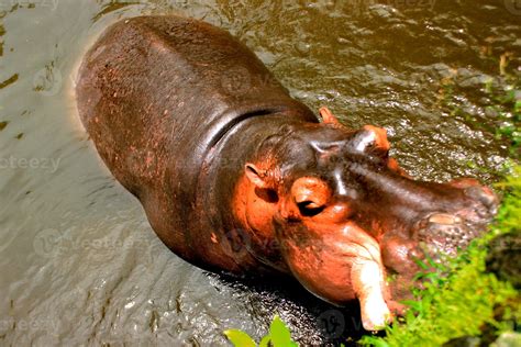 Hippopotamus In The Water African Hippopotamus Hippopotamus Amphibius