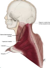 Chapter 4 Head And Neck Flashcards Quizlet