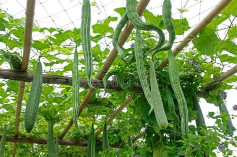 Fresh Snake Gourd Hanging On Vine In The Garden Stock Image Image Of