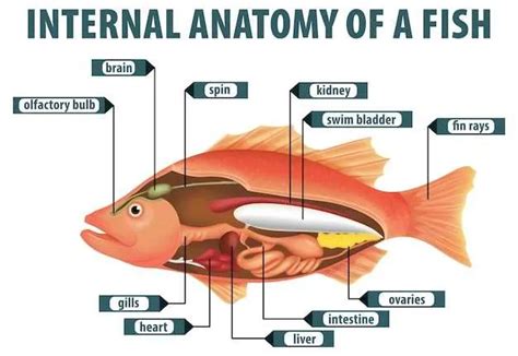 diagram  fish body parts   functions