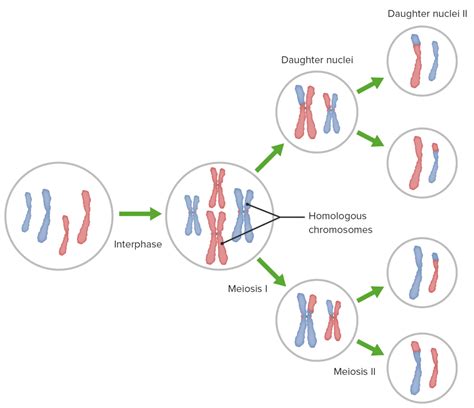 Meiosis Concise Medical Knowledge