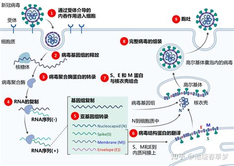 新冠病毒现有药物研究进展 知乎