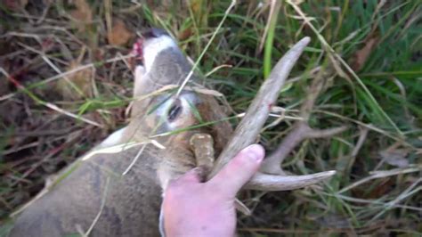 Ohio Public Land Buck Delaware Youtube