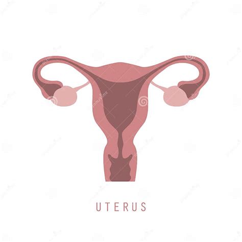 Female Reproductive System Women Uterus Ovary Icon Stock Vector