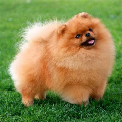Tamanho Do Spitz Alemão Anão - Spitz Alemão Anão Zwergspitz: Tamanho e Fotos | Mundo Ecologia