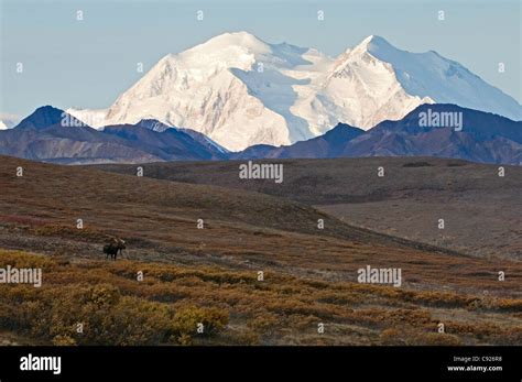 Adult Bull Moose Standing On Tundra In Sable Pass With Mt Mckinley In