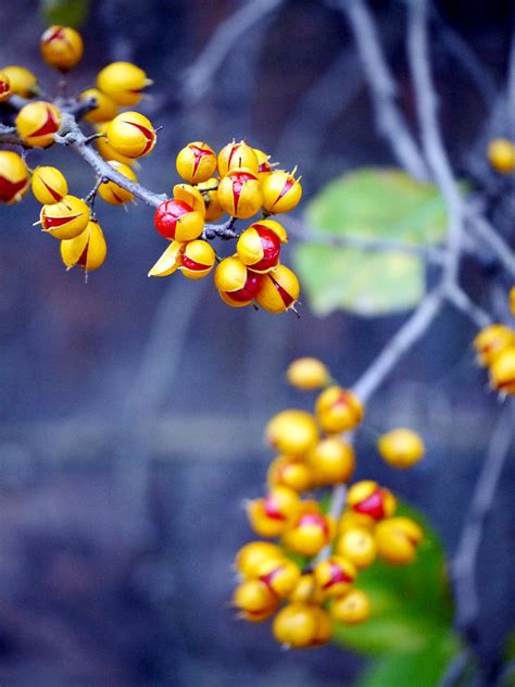 Oriental Bittersweet Berries in November Photograph by Rachel Morrison ...