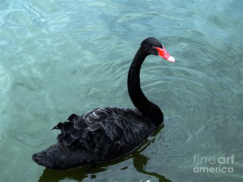 Black swan on the lake Digital Art by Ivan Kostrykin - Fine Art America