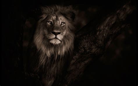 Dark Lion Wallpapers - Top Free Dark Lion Backgrounds - WallpaperAccess