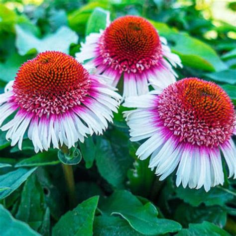 Coneflower Seeds – Toadstool Seeds