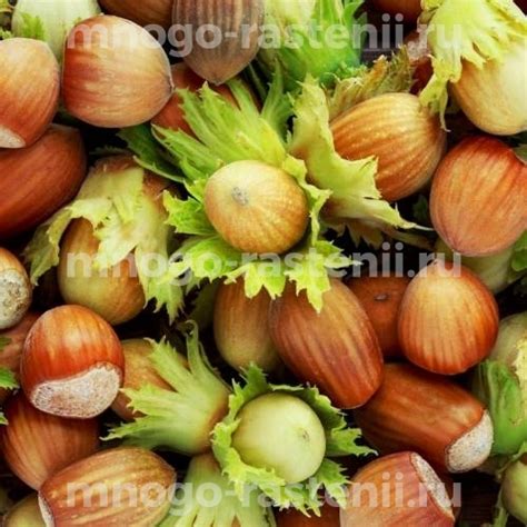 Саженцы Орех (фундук) Шоколадный купить по цене 600 руб. в Москве с ...