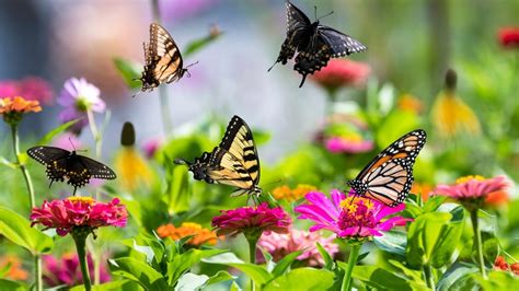 Plants That Will Fill Your Garden With A Variety Of Butterflies