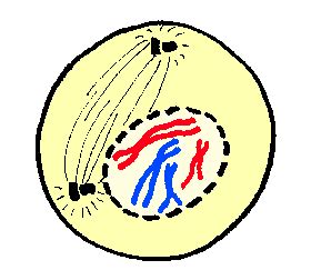 Prophase Diagram Labeled