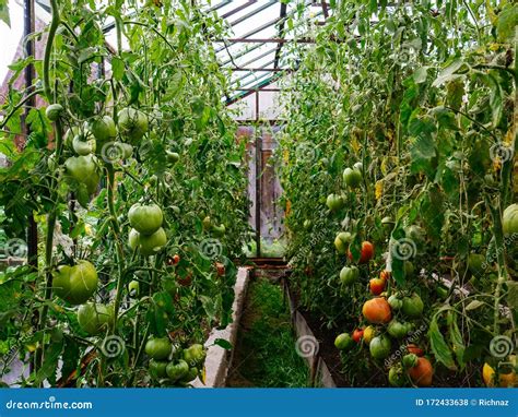 Los Tomates Crecen En Invernadero Casa De Campo Para Cultivar