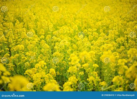 Planta O De Canola Foto De Stock Imagem