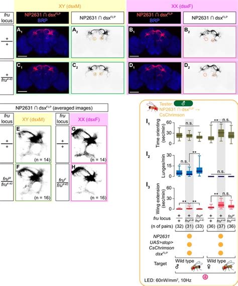 Figures And Data In Sex Determining Genes Distinctly Regulate Courtship Capability And Target