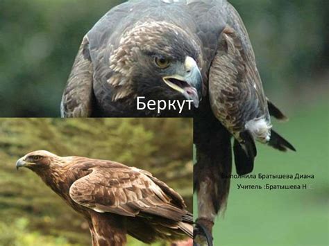 Беркут - презентация онлайн