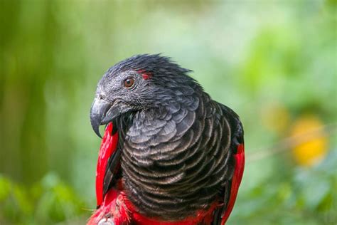 Pesquet’s Parrot: Facts, Diet & Care (with Pictures) | Pet Keen