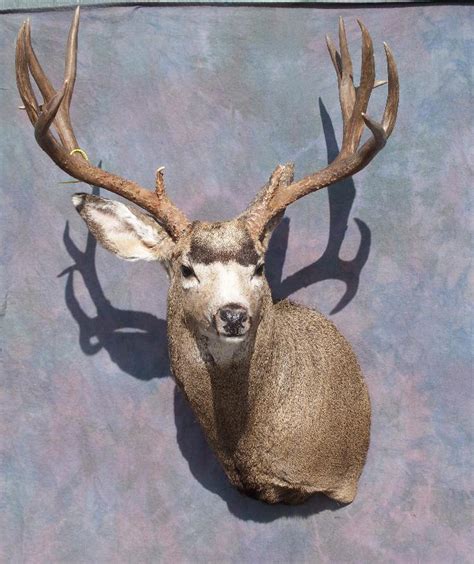 Mule Deer Shoulder Mount 2 By Minotaur Queen On Deviantart