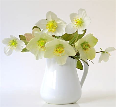 Helleborus - Lenten Rose Care and Varieties - Flower Magazine