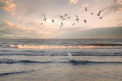 A Flock Of Birds Flying Over The Ocean