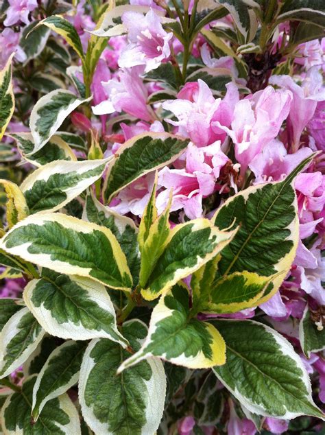 Weigela Florida Nana Variegata A Unique Deciduous Shrub With