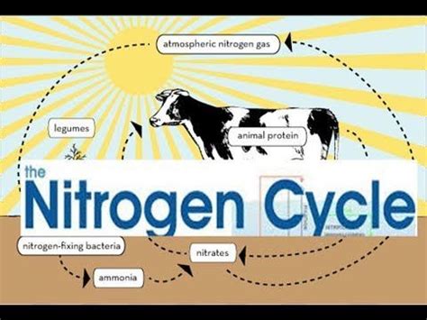 Funny- Nitrogen Cycle Steps ,Nitrogen Cycle animation video | Nitrogen cycle, Ap environmental ...