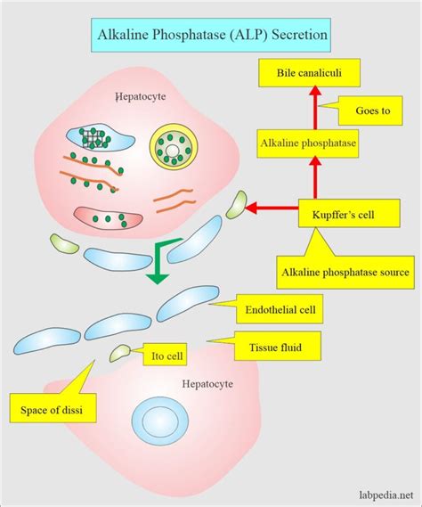 Chemical Pathology Labpedia Net