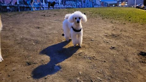 Trucos Perros Tu Perro Mueve La Cabeza Cuando Le Hablas Estas Son