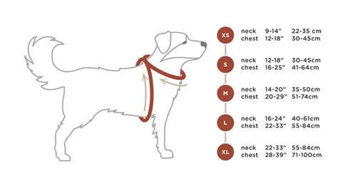 Dog Size Chart For Collars Rocky Mountain Dog Calgary Ab