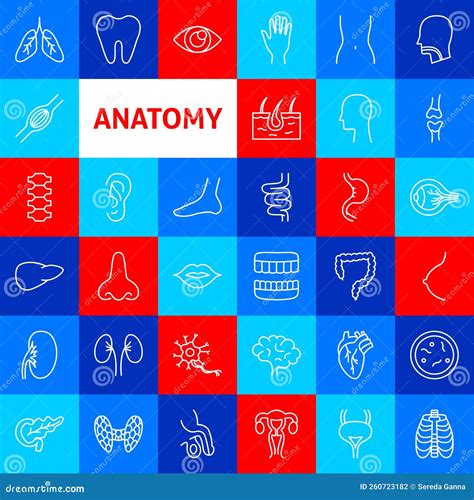 Anatomy Line Icons Stock Vector Illustration Of Tooth 260723182