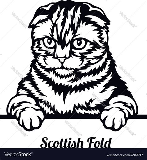 Scottish Fold Cat Breed Head Royalty Free Vector Image