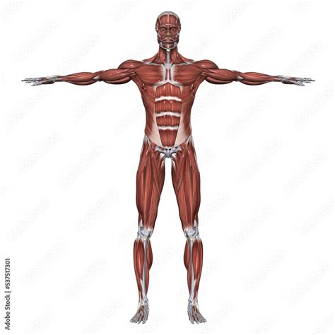 stock illustration adobe stock