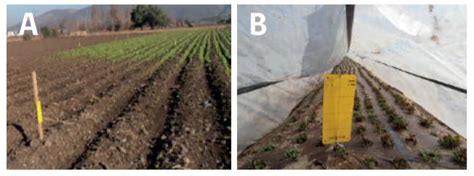 Trampas Amarillas Opci N Ecol Gica Para Controlar Plagas Infoagronomo