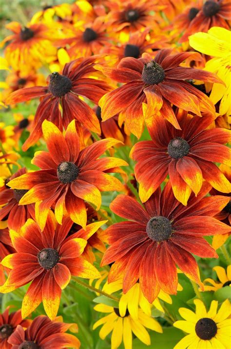 Growing Gorgeous Black-Eyed Susans - Cheap, Easy, and Abundant!
