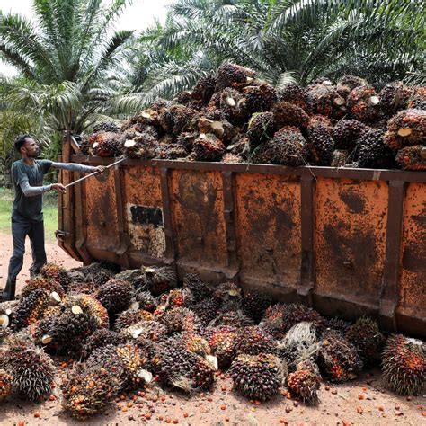 Oil Palm Plantation Expenses Max Oliver