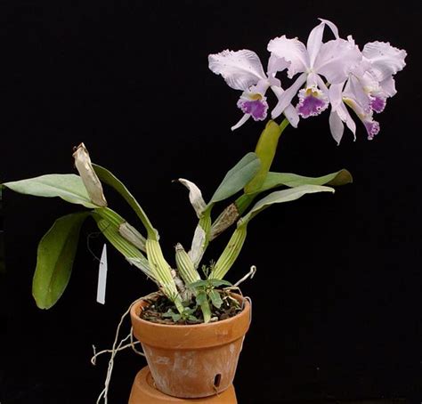 Cattleya Warneri Coerulea Do Suzuki X Self Orchidweb