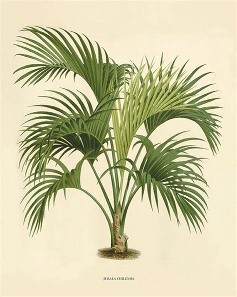 Palm Tree Art Print Antique Botanical Art Prints Home Decor Wall Art