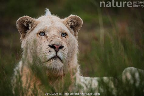 Stock photo of White (leucistic) lion (Panthera leo) Inkwenkwezi ...