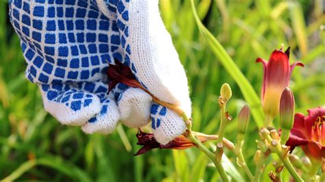 The Ultimate Guide To Caring For Your Daylilies Global Ideas