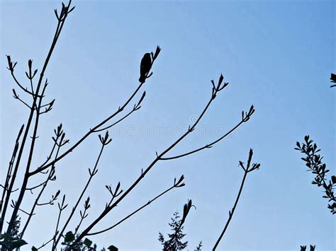 Silueta De Un Pájaro Negro Alado Rojo En Un árbol 6 Imagen de archivo