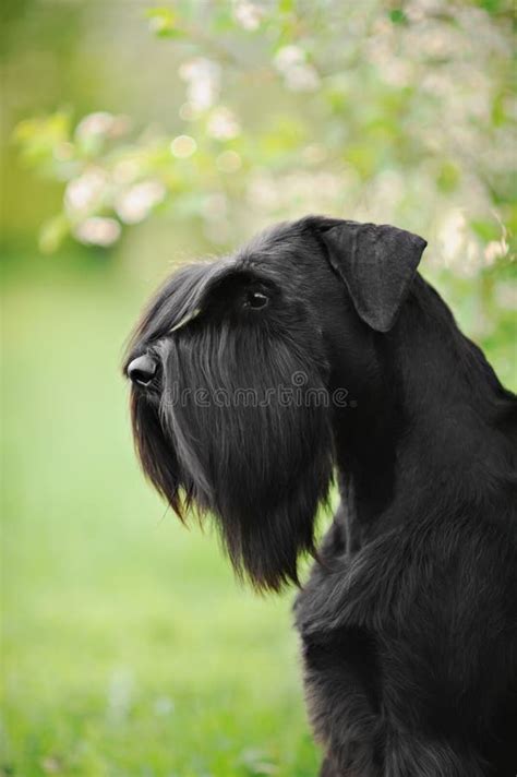 Black Giant Schnauzer stock image. Image of purebreed - 13044331