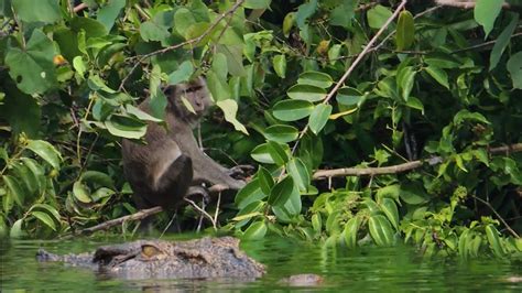 Monyet Di Intai Buaya Warga Dan Pemancing Kaget Menyaksikan Youtube